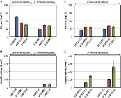 High-Yield Production of Catalytically Active Regulatory [NiFe]-Hydrogenase From Cupriavidus necator in Escherichia coli